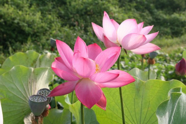 Nelumbo `Myoryeon' - Lotosblume