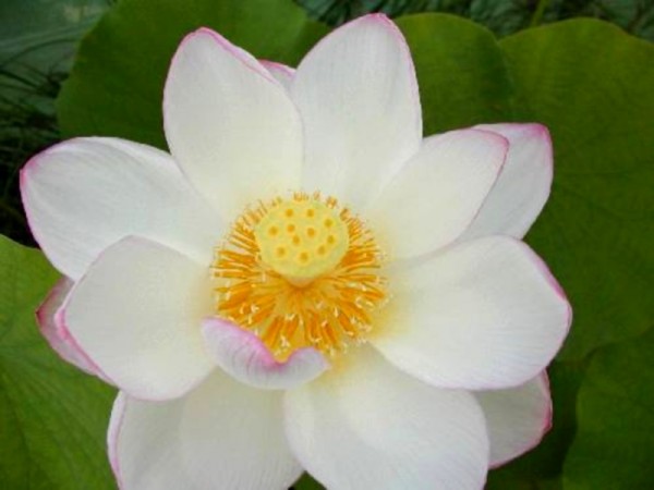Nelumbo `Zuikoren` - Lotosblume