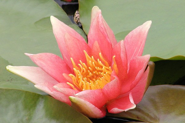 Nymphaea `David` - Winterharte Seerose