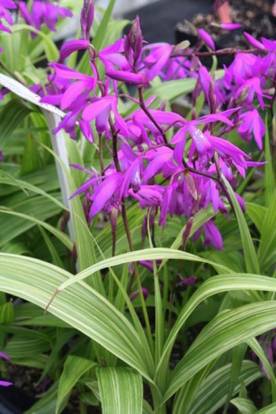 Bletilla striata 'Variegata' - Japanorchidee