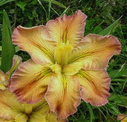Iris louisiana `Jazz Hot` - Louisiana-Iris