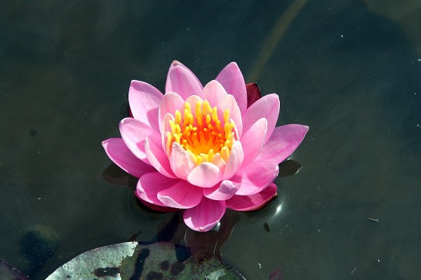 Nymphaea `Liliput` - Winterharte Seerose