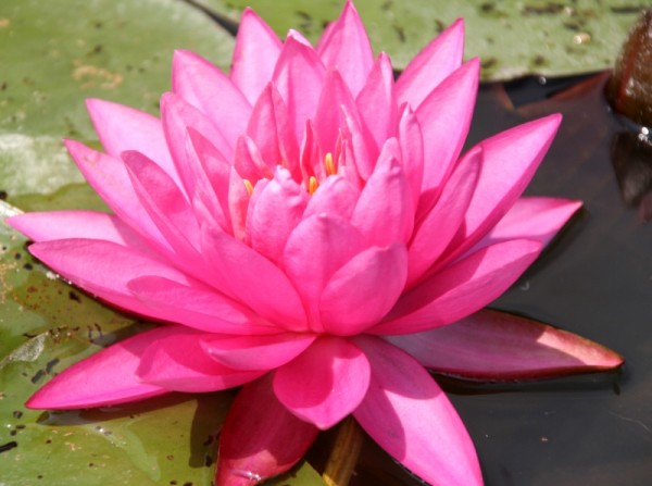 Nymphaea `Perry`s Super Rose` - Winterharte Seerose