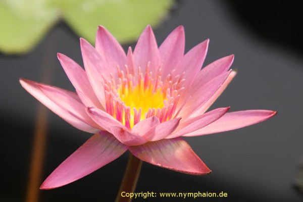 Nymphaea `Apricot Pink` - Tropische Seerose