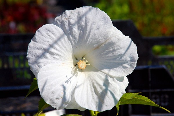 Hibiscus m. ssp palustris 'Weiss' - Grosser Sumpfhibiskus