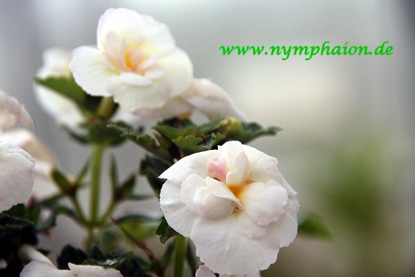 Achimenes `Alaska Dream`