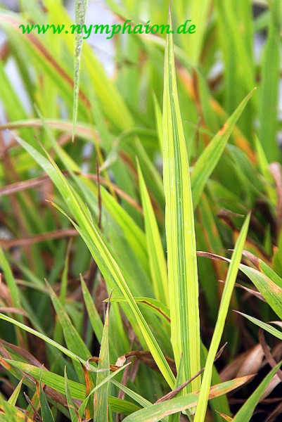 Phalaris arundinacea `Arctic Sun` - Zebra-Rohrglanzgras