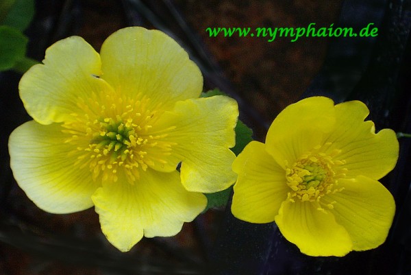 Caltha polypetala 'Tyermannii' - Sumpfdotterblume