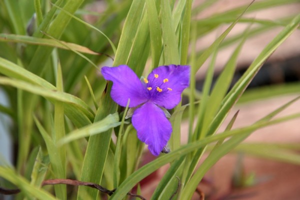 Tradescantia x andersoniana `Leonora` - Garten-Dreimasterblume