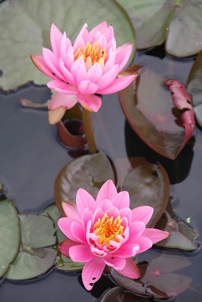 Nymphaea `Fire Crest` - Winterharte Seerose