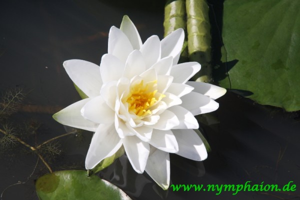 Nymphaea `Perry`s Double White` - Winterharte Seerose