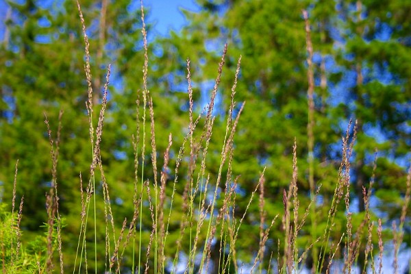 Molinia caerulea `Moorhexe` Pfeifengras