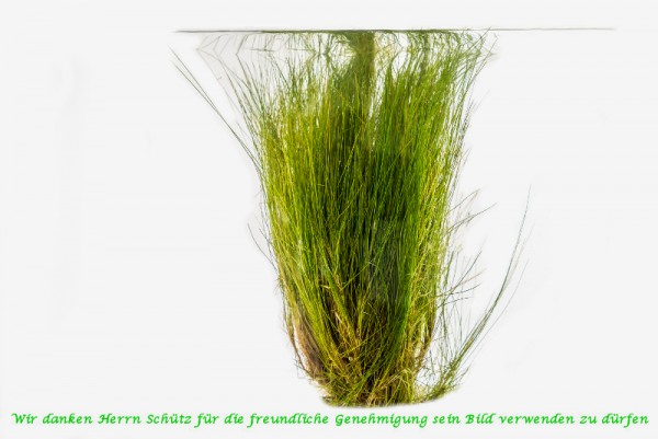 Eleocharis acicularis [(L.) Roem. & Schult.] - Nadelsimse