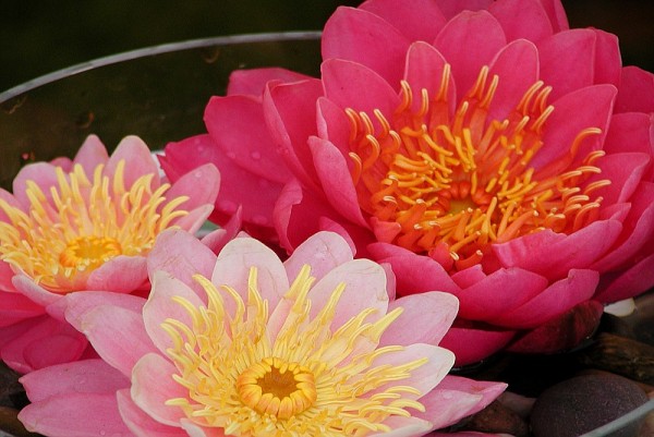 Nymphaea `Potzblitz` - Winterharte Seerose