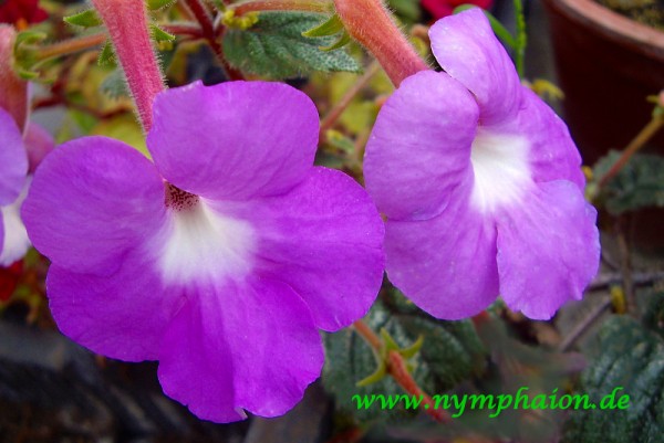 Achimenes `Patens Major`- Schiefteller
