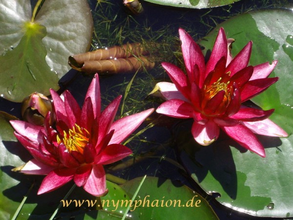 Nymphaea `Erik Berthold`- Winterharte Seerose