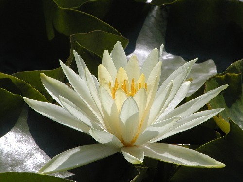 Nymphaea `Colonel A.J. Welch` - Winterharte Seerose