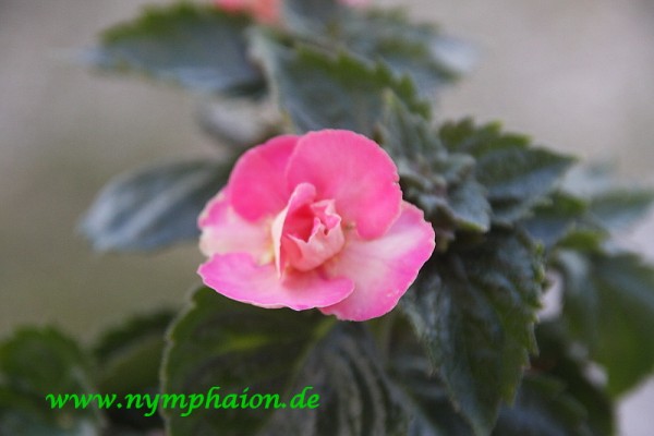 Achimenes `Sweet Agony` - Schiefteller