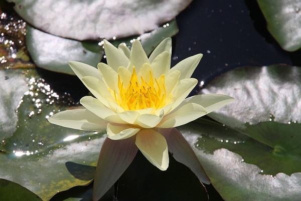 Nymphaea `Marliacea Chromatella` - Winterharte Seerose