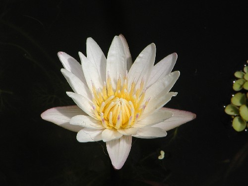 Nymphaea `Josephine` - Tropische Seerose