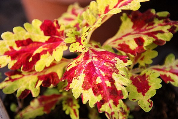Solenostemon `Muriel Pedley`