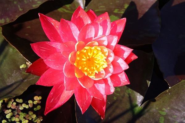 Nymphaea `Wanvisa`- Winterharte Seerose