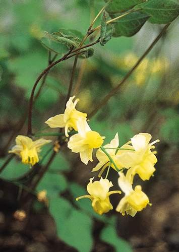 Epimedium x versicolor 'Sulphureum' - Elfenblume