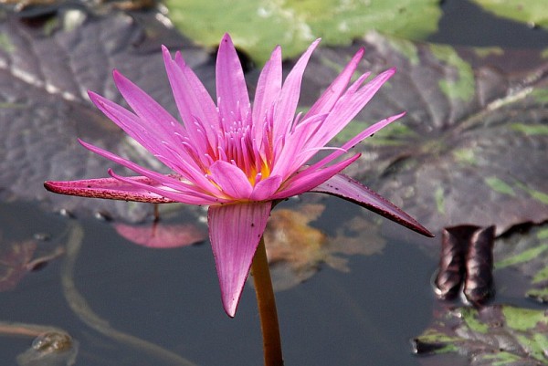 Nymphaea `Manassas` - Tropische Seerosenknolle