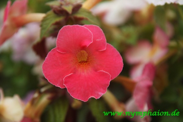 Achimenes `Georges Houche` - Schiefteller