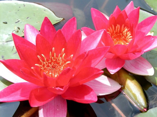 Nymphaea `Rosy Morn` - Winterharte Seerose