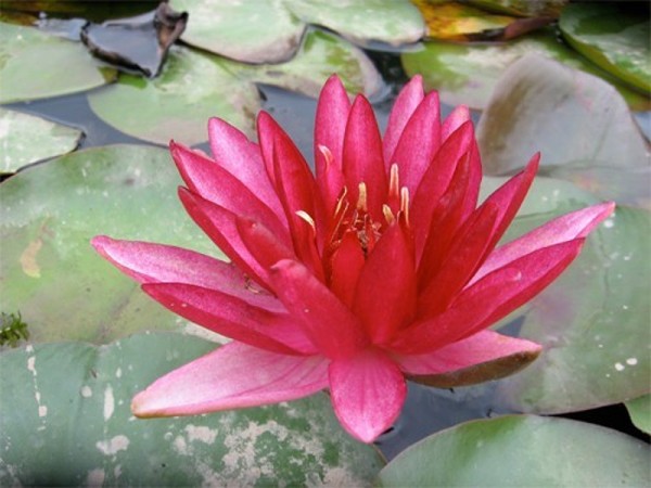 Nymphaea `Perry`s Red Star` - Winterharte Seerose