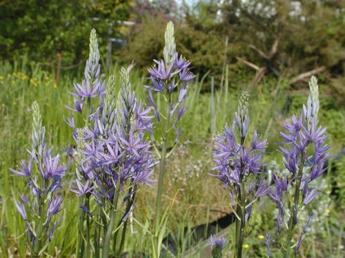 Camassia leichtlinii ssp suksdorfii Caerulea Group
