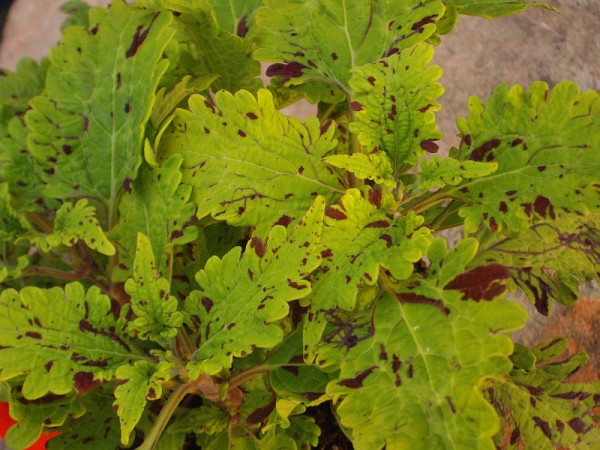 Solenostemon `Quarter Back` - Buntnessel