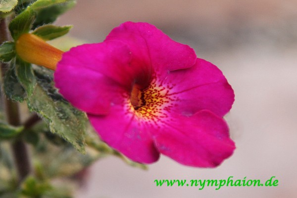 Achimenes `Claret` - Schiefteller