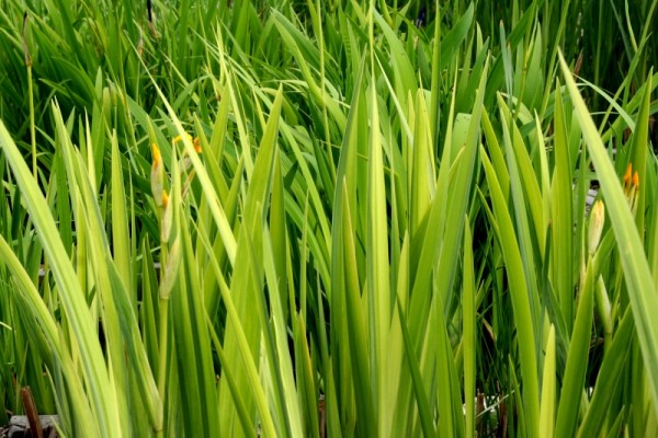 Iris pseudacorus `Variegata` - Wasserschwertlilie
