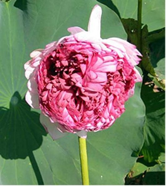 Nelumbo `Tausend Blütenblätter` - Lotos