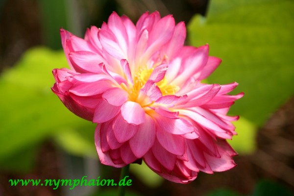 Nelumbo `Momo Botan` - Lotosblume