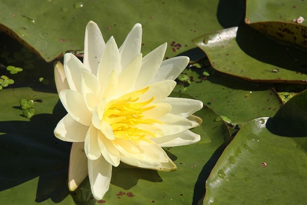 Nymphaea `Sunrise` - Winterharte Seerose