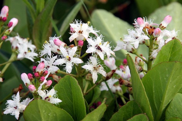 Menyanthes trifoliata [L.] - Fieberklee