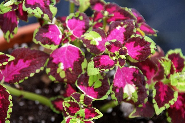 Solenostemon `Chameleon` Buntnessel