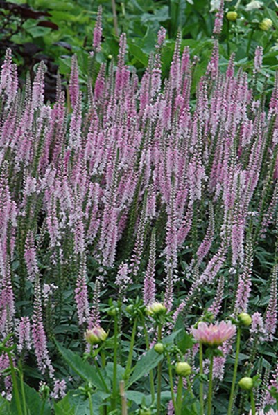 Veronica longifolia 'Pink Damast'- Langblättriger Ehrenpreis