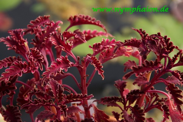 Solenostemon `Kiwi Fern` - Buntnessel
