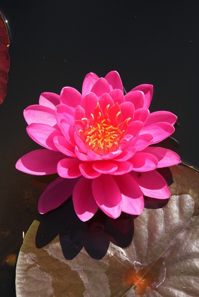 Nymphaea `Celebration` - Winterharte Seerose