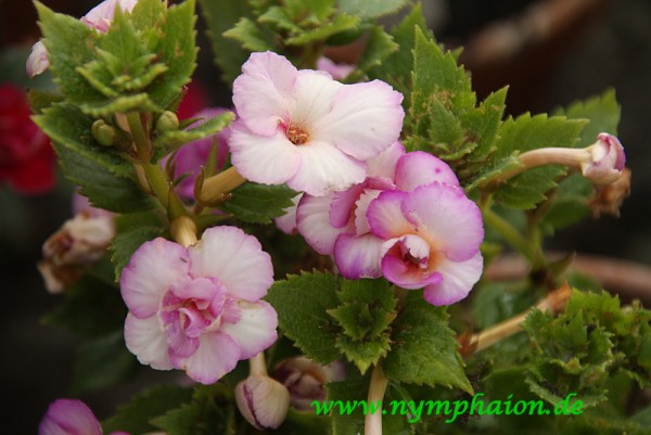 Achimenes `Shy Sun` - Schiefteller
