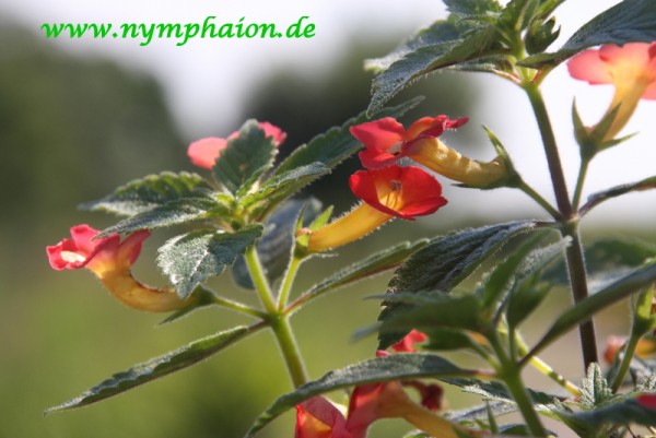 Achimenes `Jay Dee Coral` - Schiefteller