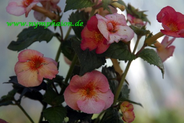 Achimenes `Poil de Carote` - Schiefteller