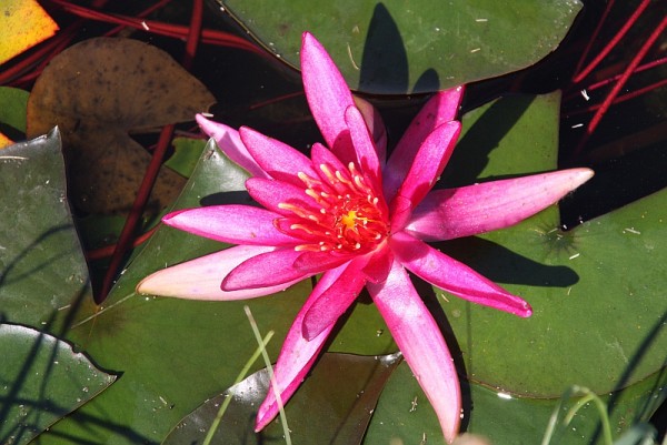 Nymphaea `Hidden Violet` - Winterharte Seerose