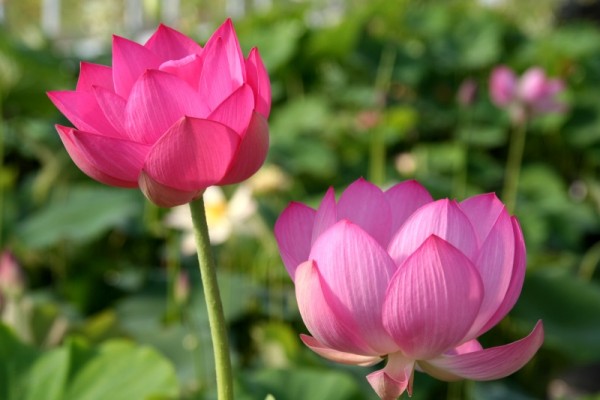 Nelumbo `First Lady` - Lotosblume