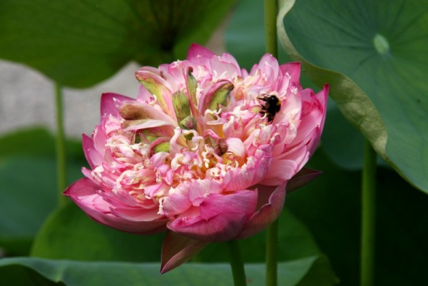 Nelumbo `Herausragende Begabung` - Lotosblume
