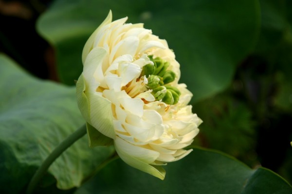 Nelumbo `Gold und Jade` - Lotosblume